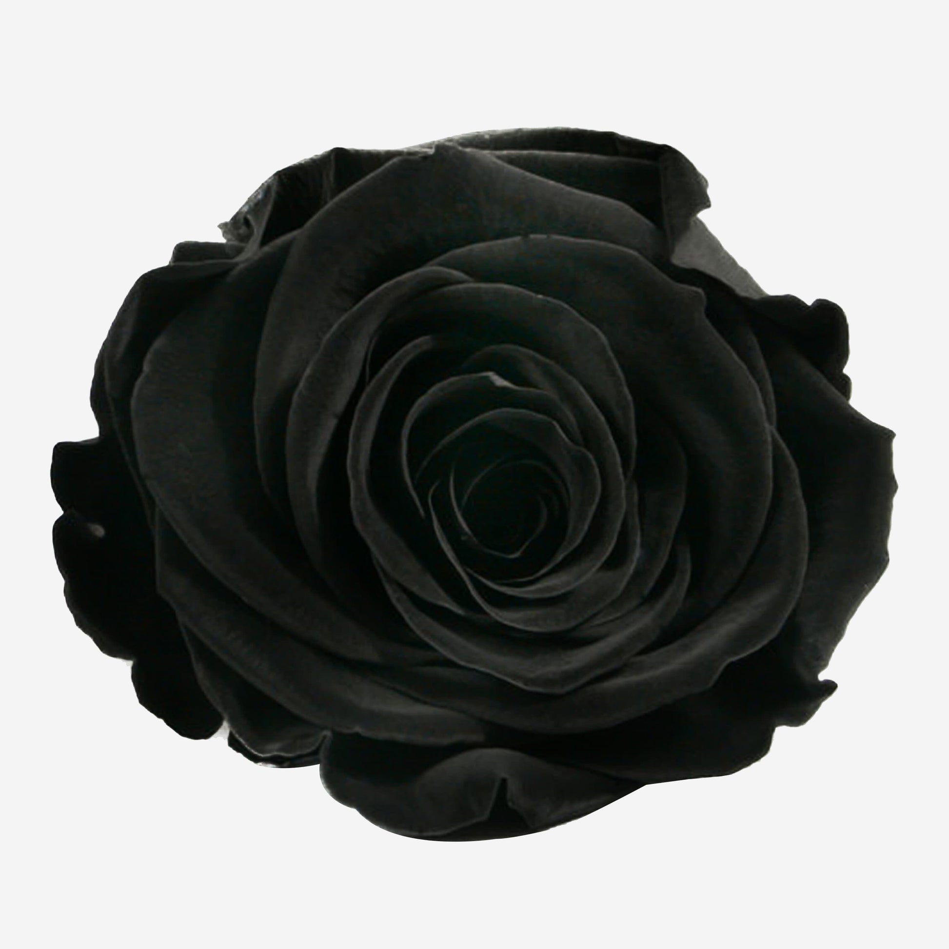 Long Stem Roses | Black Roses - The Million Roses