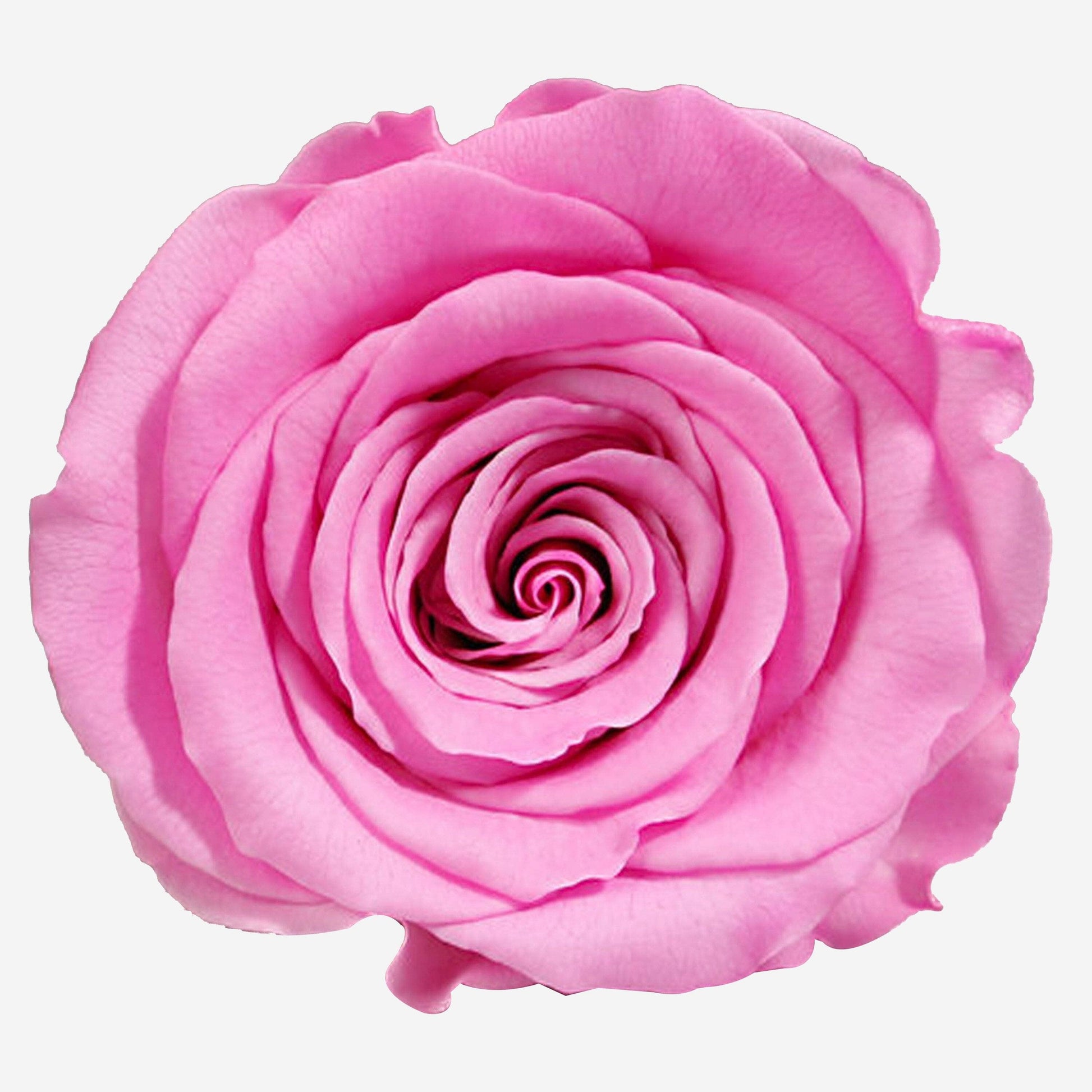 Long Stem Roses | Candy Pink Roses - The Million Roses